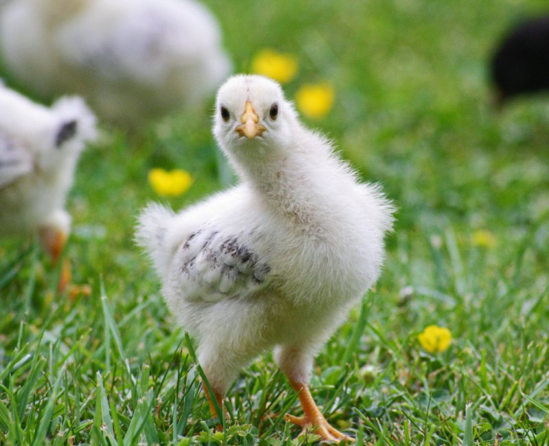 Afbeelding Pik een graantje mee